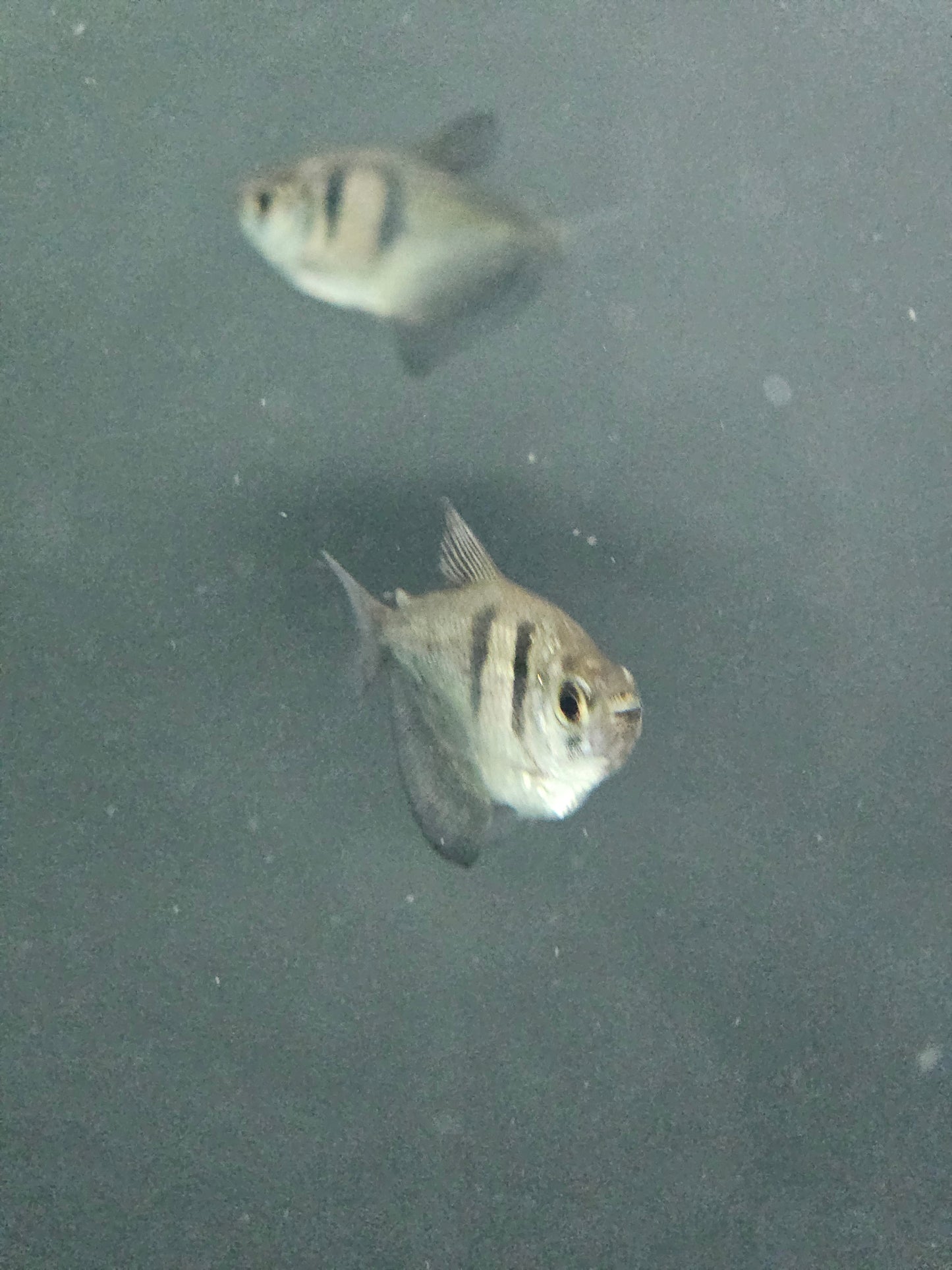 Black Skirt Tetra