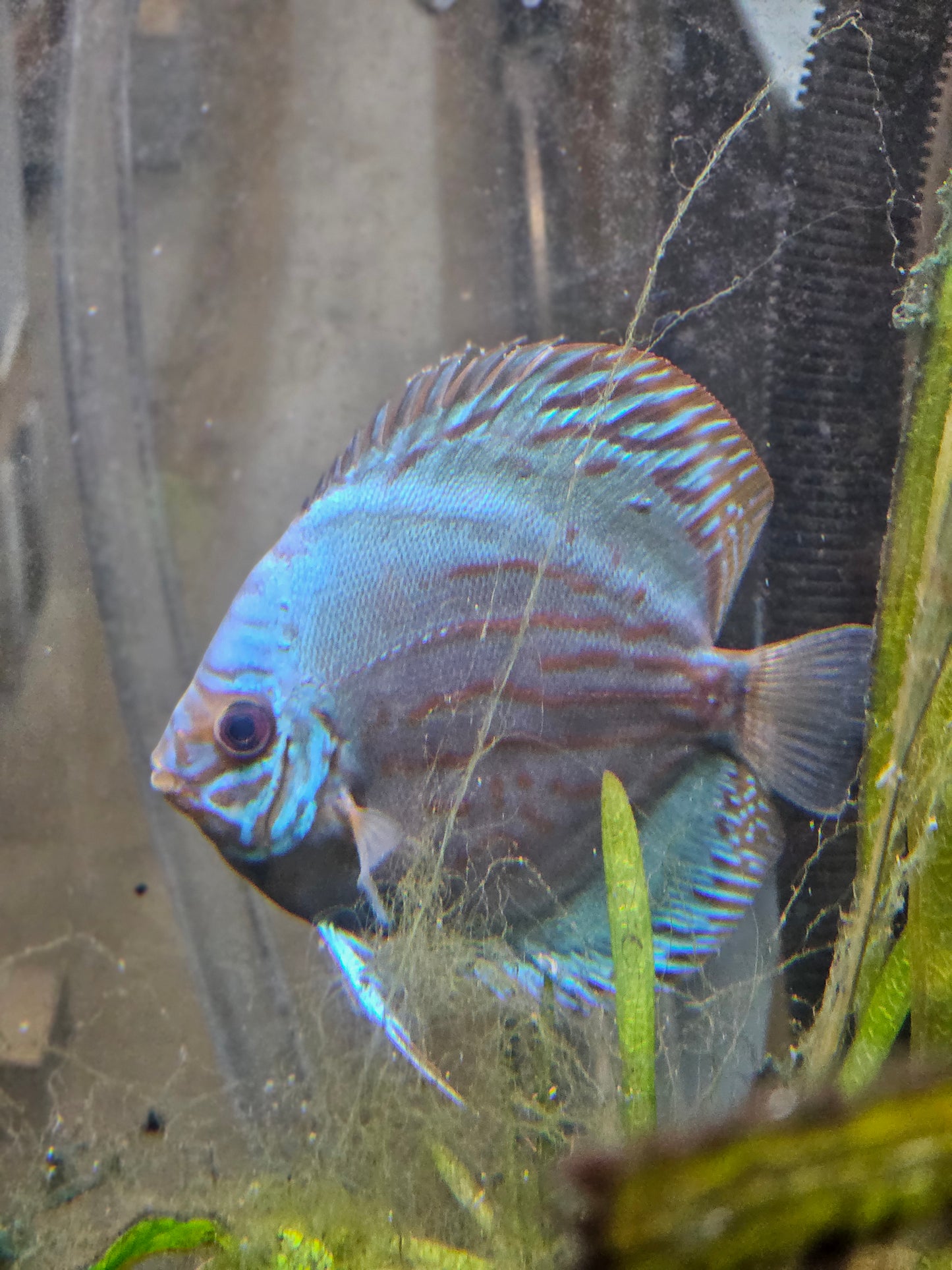 Assorted Discus
