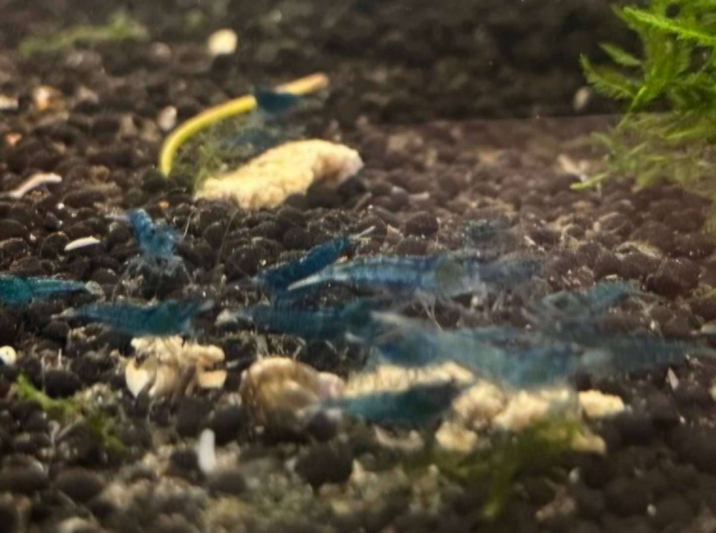 Blue Dream Neocaridina