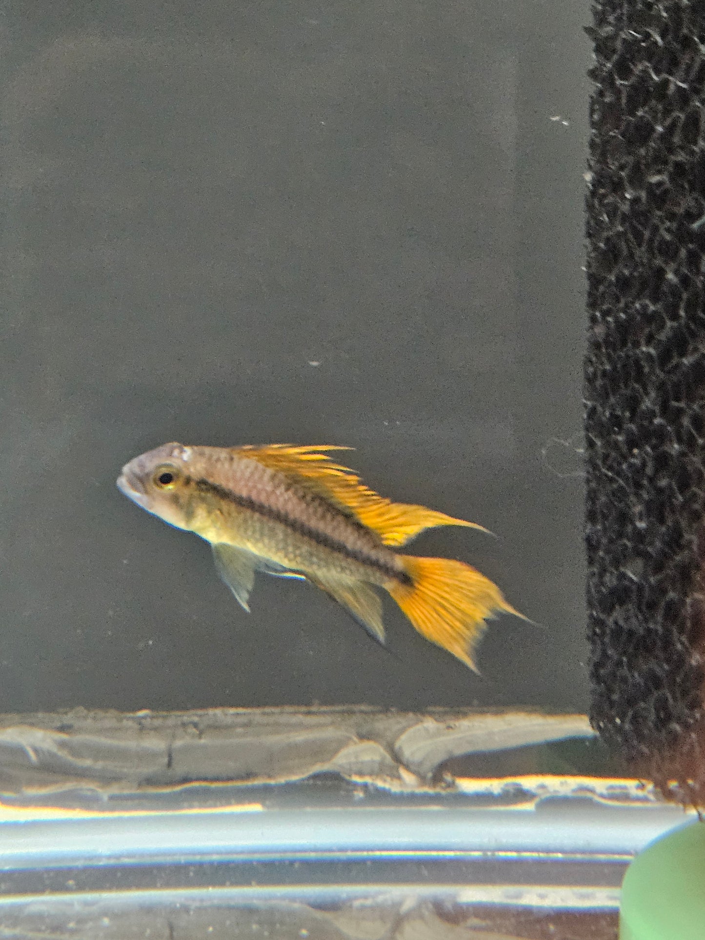 Apistogramma Cacatuoides "Mega Orange"