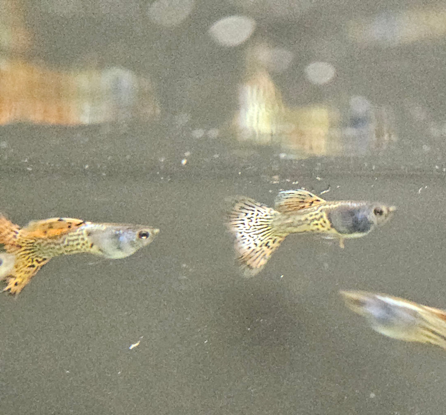 Red Metalhead Lace Guppy
