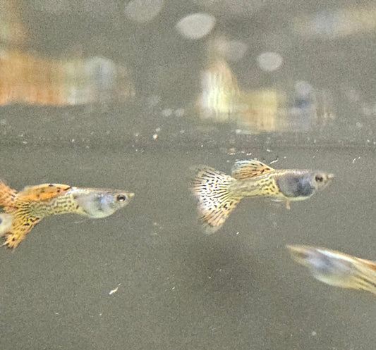 Red Metalhead Lace Guppy