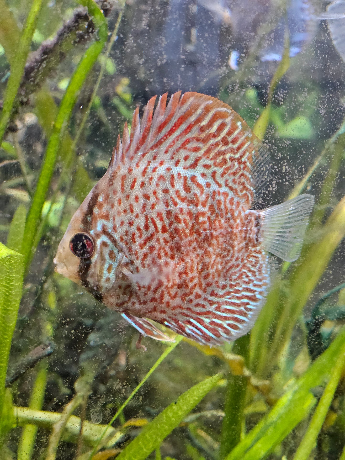 Assorted Discus