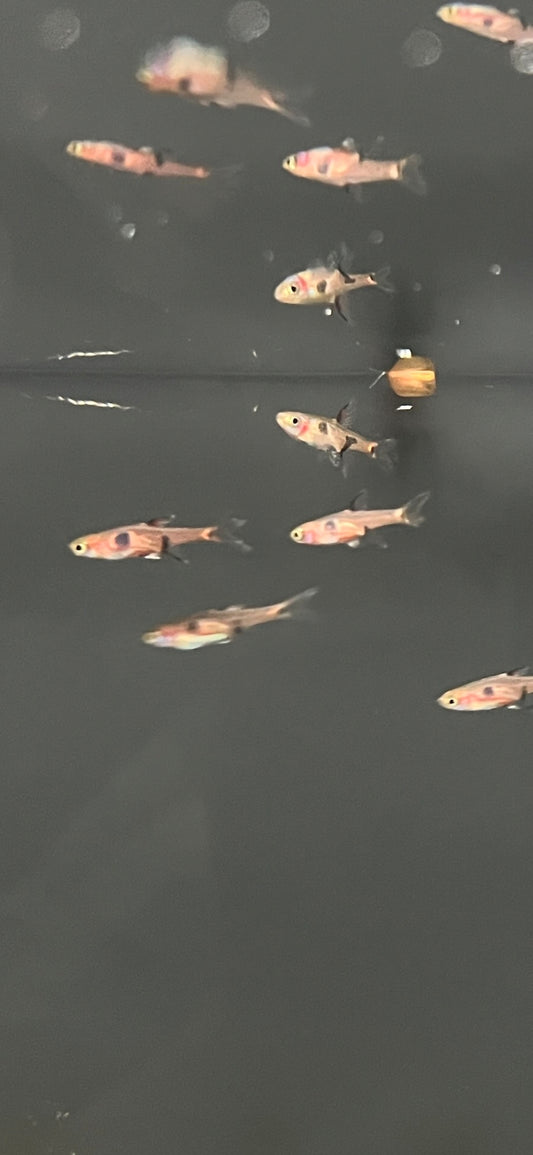 Strawberry Rasbora