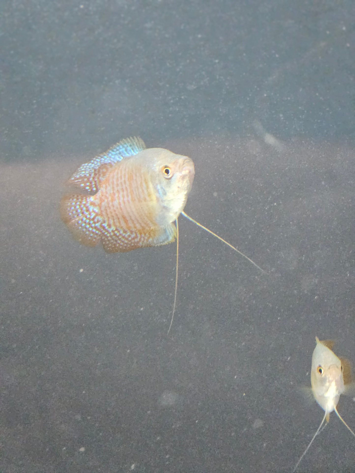 Dwarf Gourami