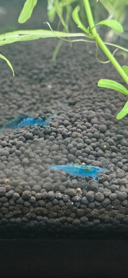 Blue Velvet Neocaridina Shrimp