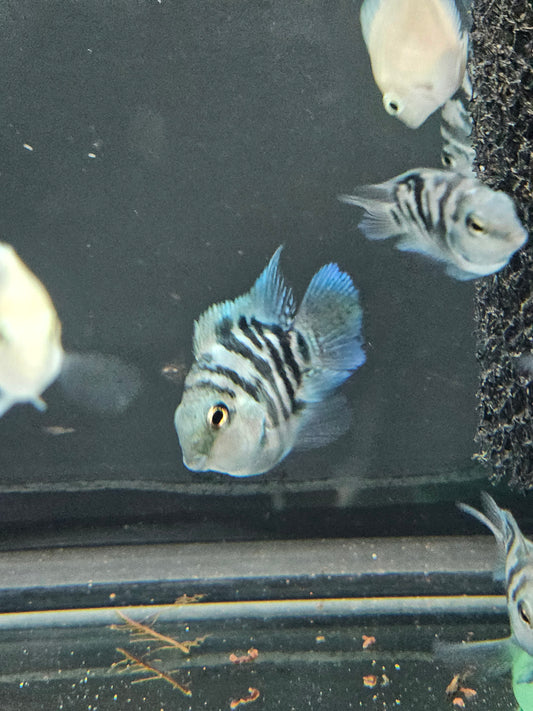 Polar Blue Parrot Cichlid
