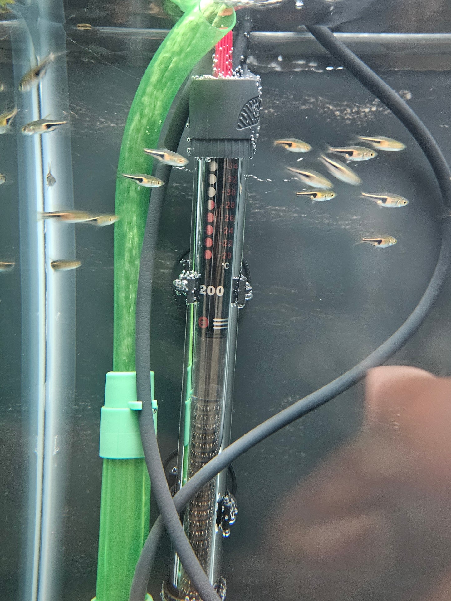 Espei Rasbora