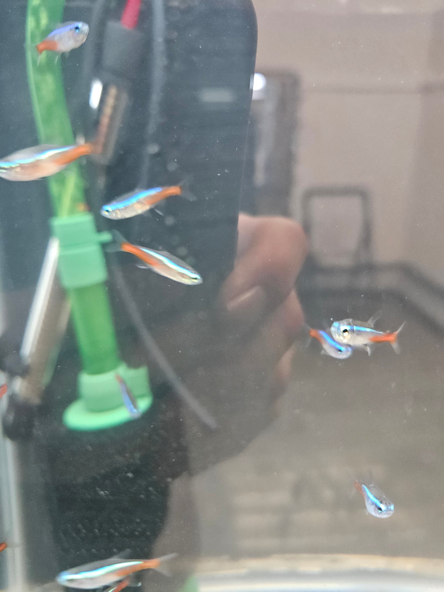 Neon Tetra