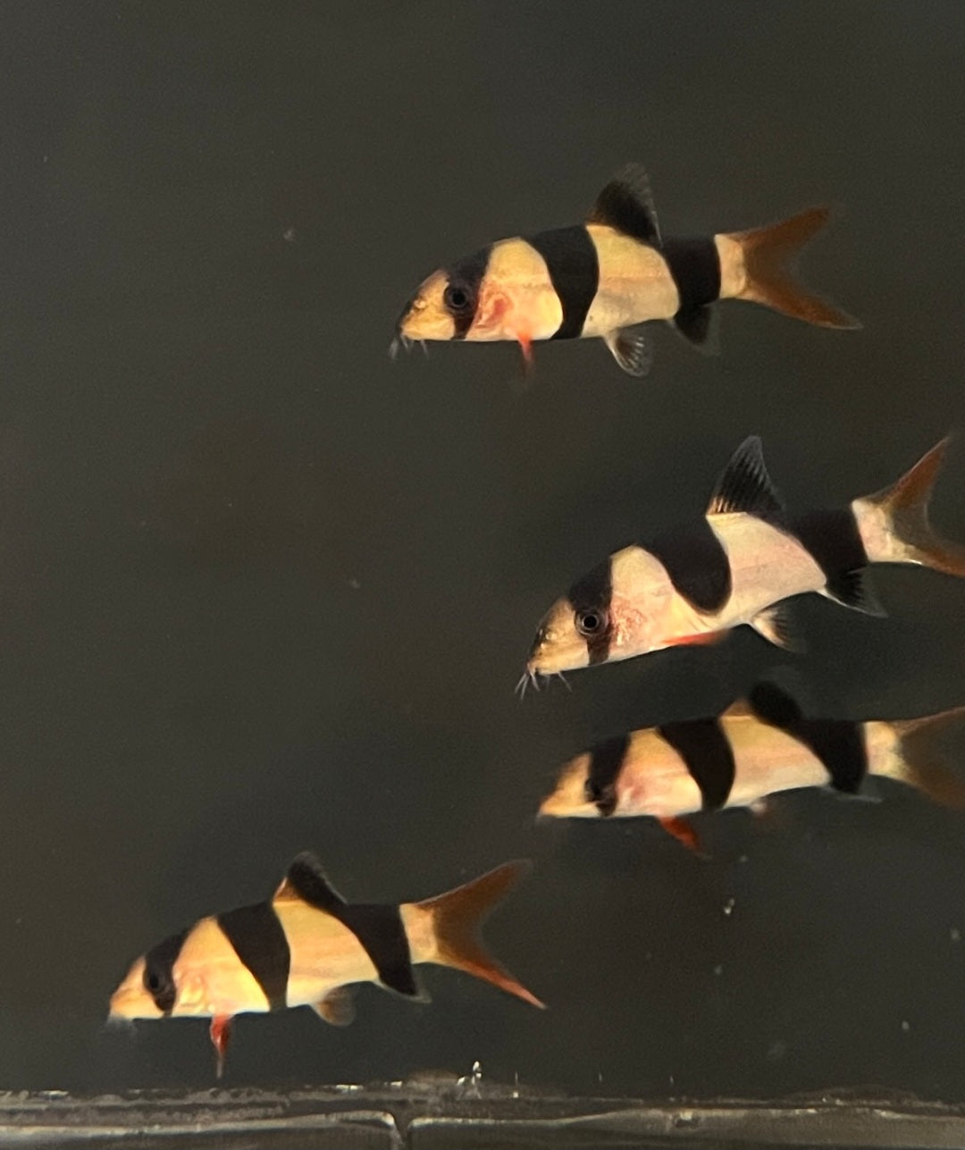 Clown Loach