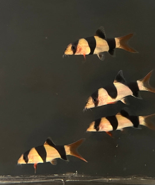 Clown Loach