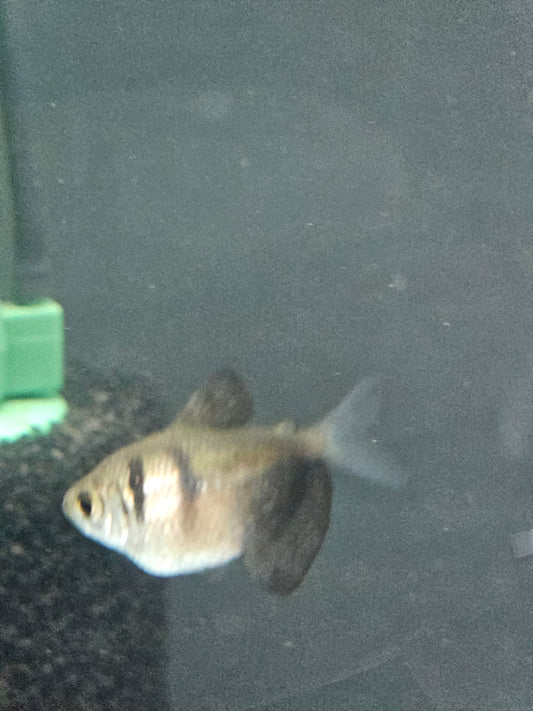 Black Skirt Tetra