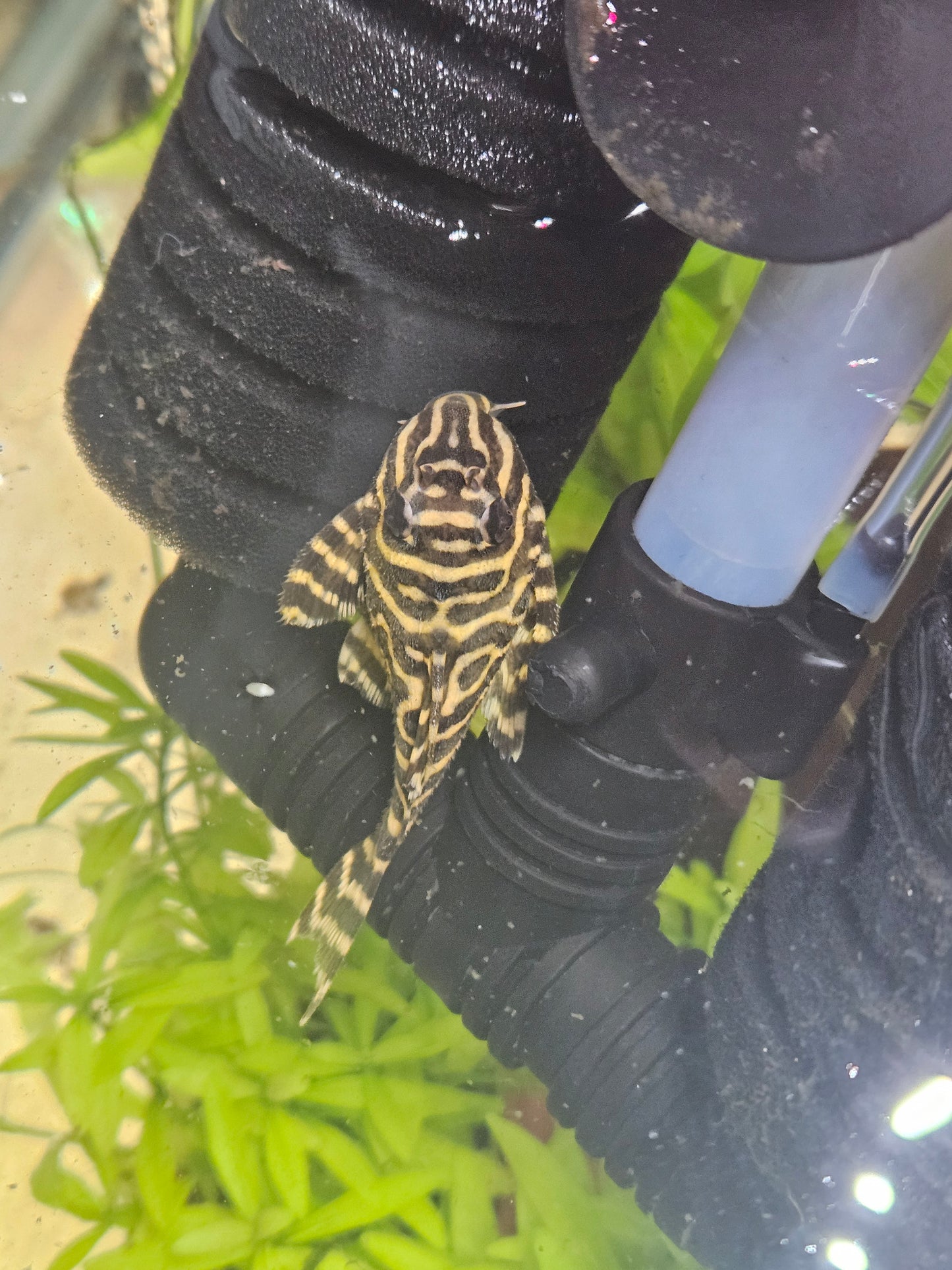 L333 King tiger (yellow) pleco (Hypancistrus)