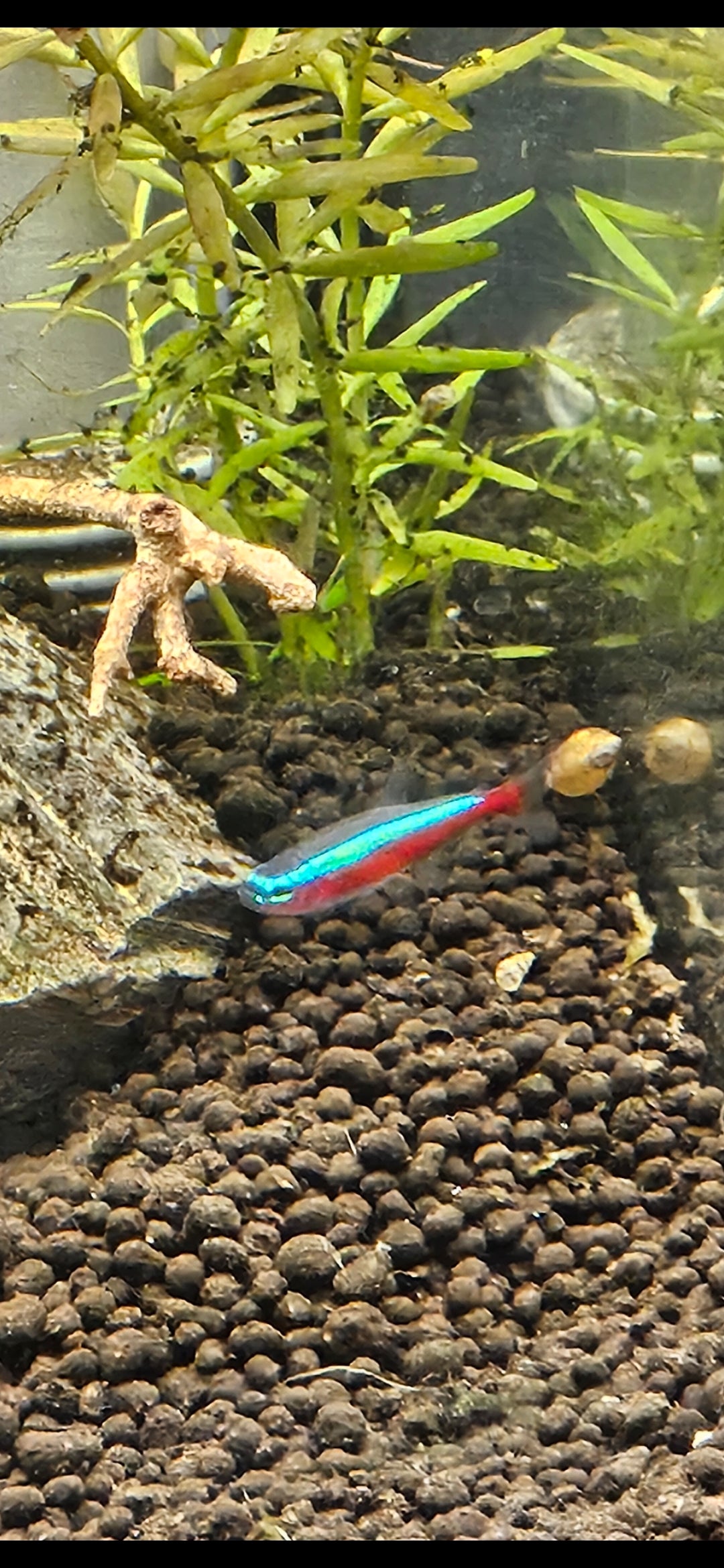 Cardinal Tetra