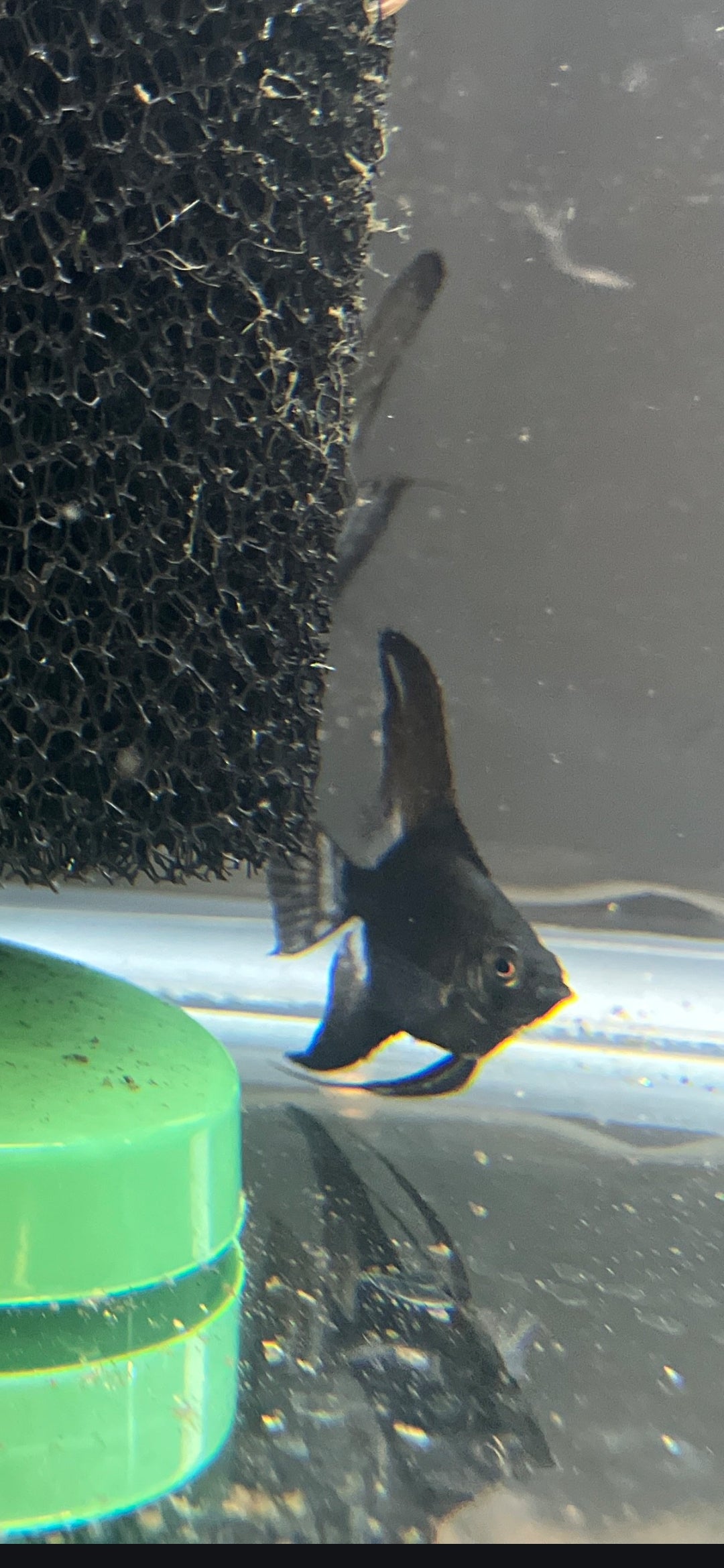 Avatar Angelfish