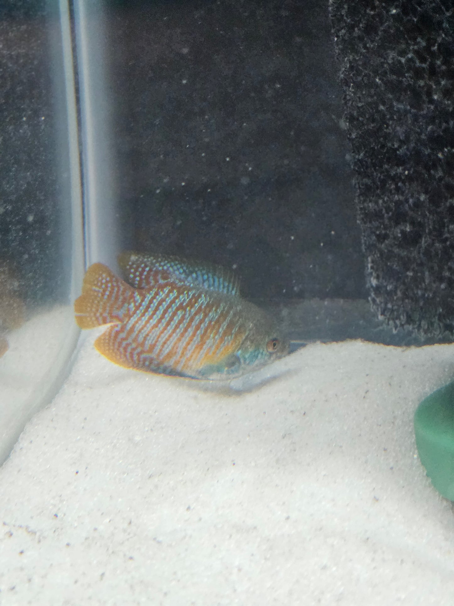 Dwarf Gourami
