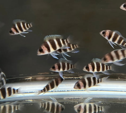 Frontosa "Burundi"
