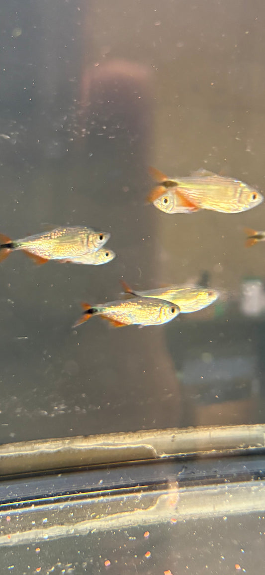 Buenos Aries Tetra
